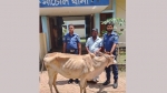নাচোলে চুরি যাওয়া গরু উদ্ধার, গ্রেফতার ১