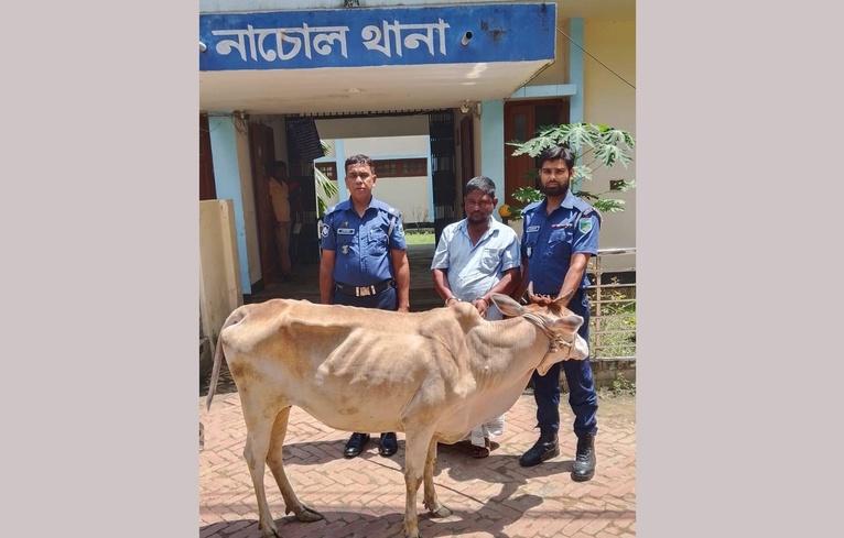 নাচোলে চুরি যাওয়া গরু উদ্ধার, গ্রেফতার ১