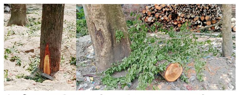 গৌরনদীতে রাতের আঁধারে সরকারি গাছ কাটার সময় জব্দ