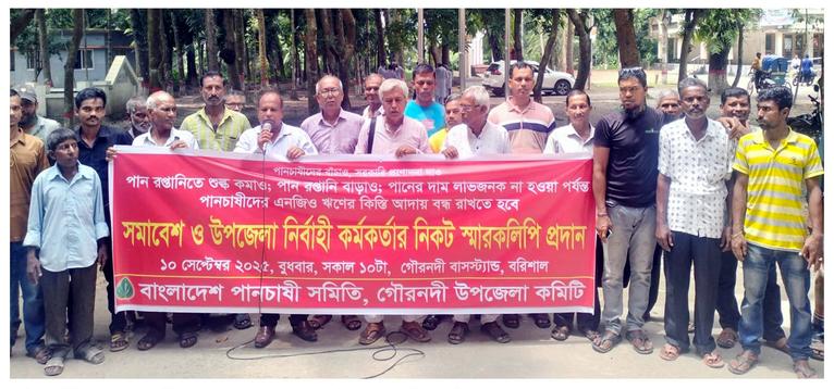 গৌরনদীতে রপ্তানি বন্ধে ক্ষতিগ্রস্ত পান চাষীরা