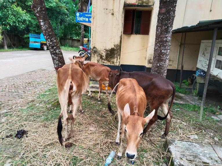 মির্জাগঞ্জে চুরি হওয়া ৪টি গাভী ঝালকাঠি থেকে উদ্ধার