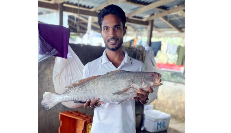বঙ্গোপসাগরে ধরা পড়লো বিরল পোয়া মাছ, ৮০ হাজারে বিক্রি