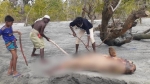 কুয়াকাটা সৈকতে ফের মৃত ইরাবতী ডলফিন