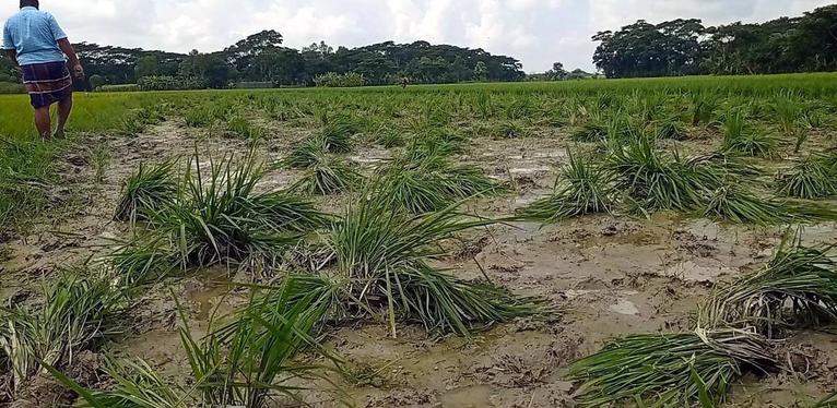 আমতলীতে চাঁদা না দেয়ায় ধানের চারা উপড়ে ফেলার অভিযোগ