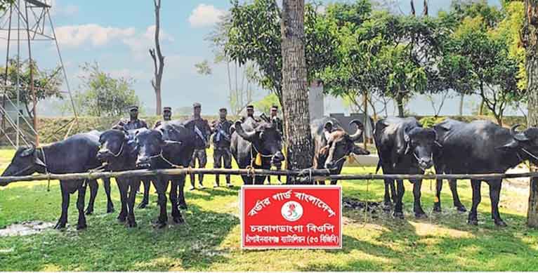 চাঁপাইনবাবগঞ্জ সীমান্তে ৭টি মহিষ জব্দ করেছে বিজিবি