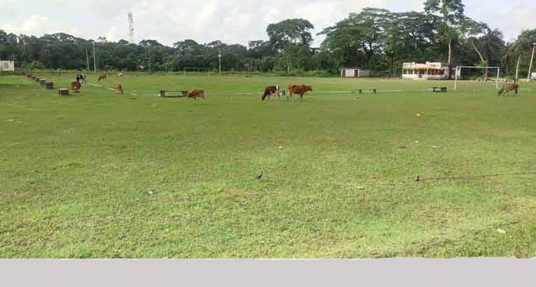 নাজিরপুরের মিনি স্টেডিয়াম গোচারণভূমিতে পরিণত
