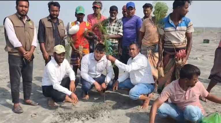 চর বিজয়ে বন বিভাগের ৪০ হাজার ঝাউগাছ রোপণ শুরু