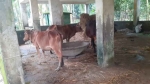 আমতলীতে বিদ্যালয় ভবনে গোয়াল ঘর, দূষণে ক্ষতিগ্রস্ত শিক্ষার পরিবেশ