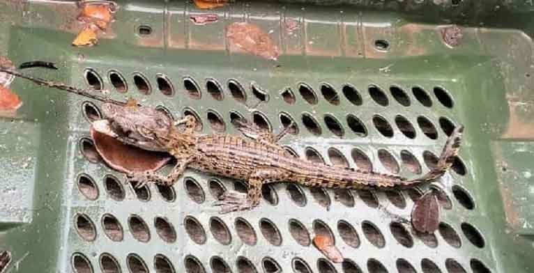 শরণখোলার লোকালয় থেকে একটি কুমির ছানা উদ্ধার