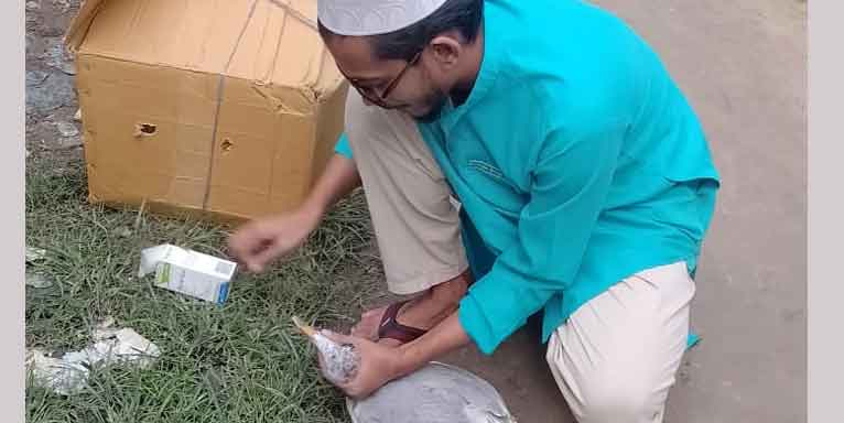 কুয়াকাটায় অসুস্থ ‘সি-গাল’ পাখি উদ্ধার
