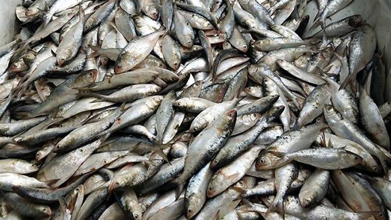 মধ্যরাত থেকে শুরু হচ্ছে জাটকা ইলিশ শিকারে নিষেধাজ্ঞা