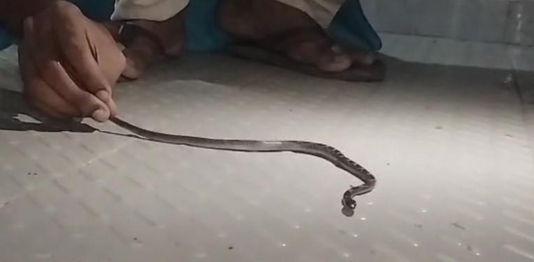 কলাপাড়ায় ঘরগিন্নি সাপ উদ্ধার করল এনিমেল লাভারস