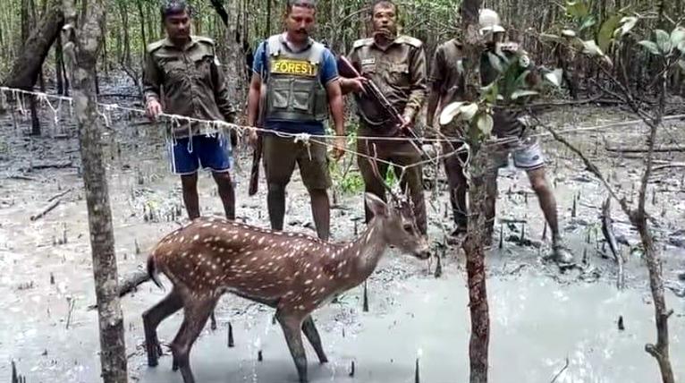 সুন্দরবনে থামছে না হরিণ শিকার: শিকারীদের নিত্যনতুন কৌশলে বন রক্ষায় চরম চ্যালেঞ্জ