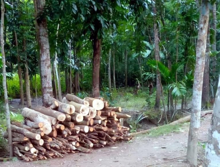 কমিটির অনুমোদন ছাড়াই মাদ্রাসার গাছ বিক্রি করলেন সুপার!