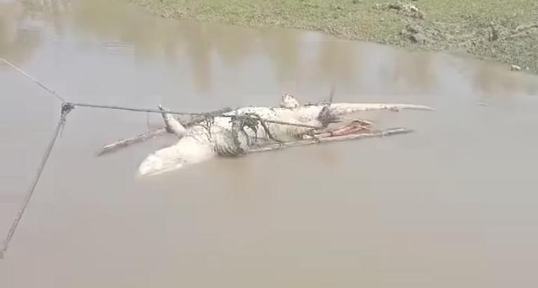 গলায় দড়ি বাঁধা কুমির ভেসে এলো নদীতে!
