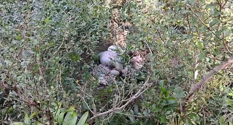 শরণখোলায় দিনমজুরের ছাগল জবাই করে মাংস লুট!