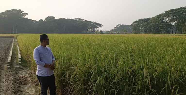 গলাচিপায় সংখ্যালঘু পরিবারের ধান কেটে নেয়ার পায়তারা!