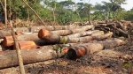 আমতলীতে বন্যা নিয়ন্ত্রণ বাঁধের গাছ কেটে বিক্রি!