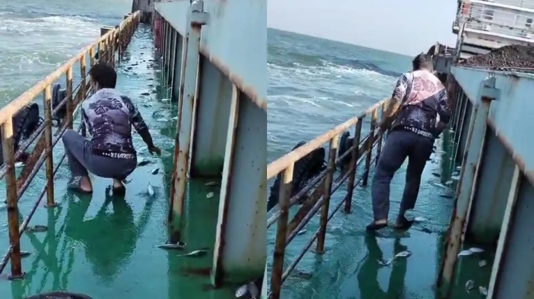 মণকে মণ ইলিশ লাফিয়ে উঠলো পায়রা বন্দরে আসা লাইটার জাহাজে। ছবি সংগৃহীত