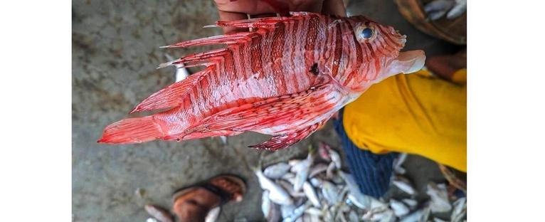 কুয়াকাটায় জেলের জালে ধরা পড়ল বিরল বিষাক্ত ‘লায়নফিশ’
