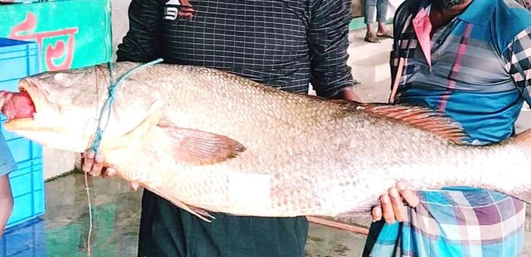 মহিপুরে জেলের জালে ৩৭ কেজির বিরল ‘কালো পোয়া’, বিক্রি লক্ষাধিক টাকায়