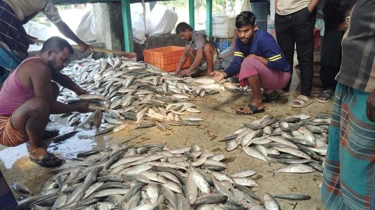 এভাবেই প্রকাশ্যে জাটকা ইলিশ আড়দের সামনে স্তুপ করে নিয়মিতই বেচা-কেনা হয়। ছবিটি আলীপুর বিএফডিসি মার্কেটের।
