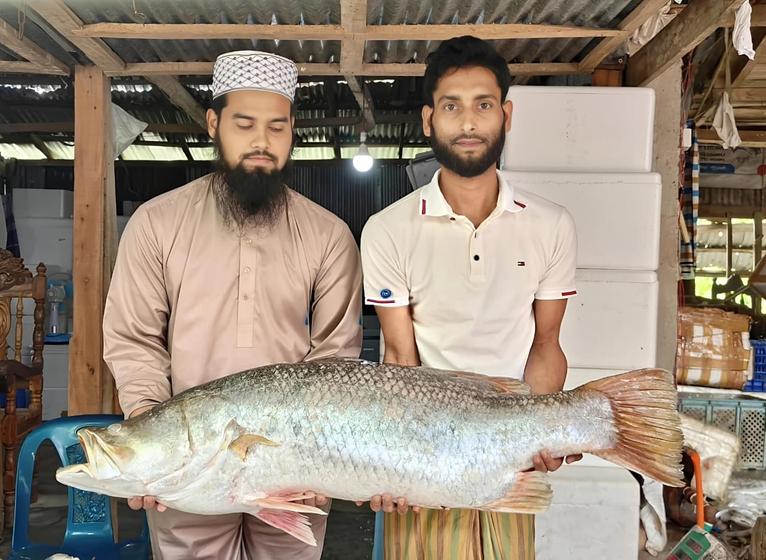 কুয়াকাটায় জেলের জালে ধরা পড়ল বিশাল আকৃতির কোড়াল মাছ