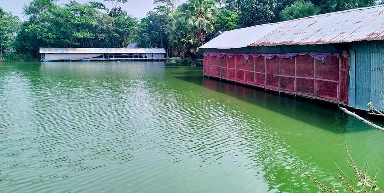 গৌরনদীতে মাছ চাষে মুরগীর বিষ্ঠা: হুমকিতে জনস্বাস্থ্য