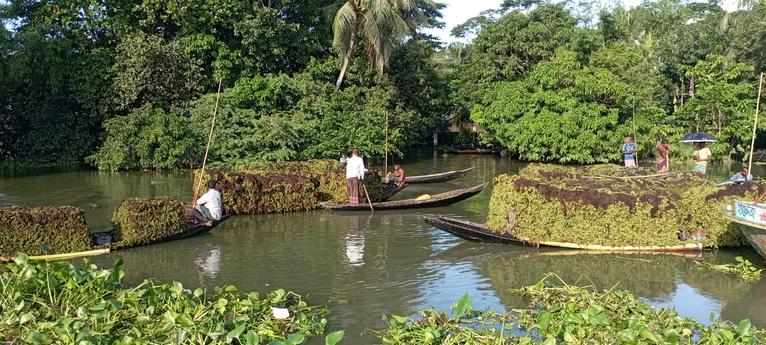 নাজিরপুরে ভাসমান হাটে নৌকা যেন দোকান, বিক্রি হয় কোটি টাকার শ্যাওলা ও কচুরিপানা