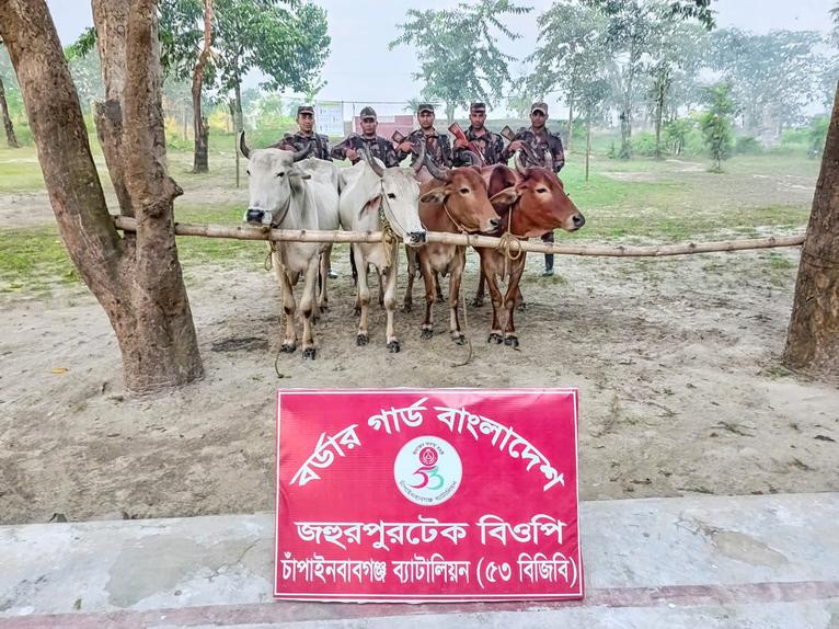 চাঁপাইনবাবগঞ্জে বিজিবির পৃথক অভিযানে ৮ ভারতীয় গরু জব্দ