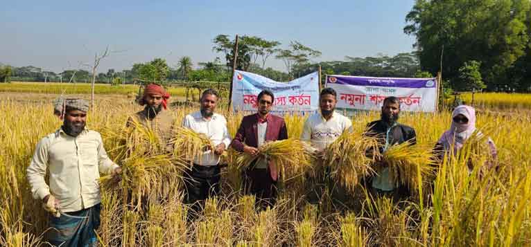 দশমিনায় নমুনা শস্য কর্তন