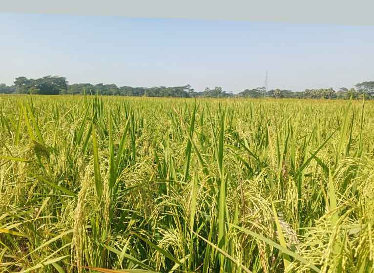 মির্জাগঞ্জে আমনের বাম্পার ফলনে কৃষকরা খুশি