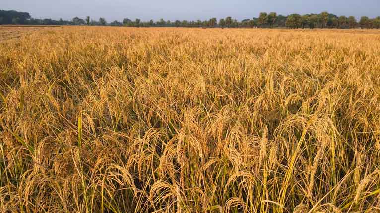উপকূলীয় কলাপাড়ায় এবার আমন ধানের লক্ষ্যমাত্রা পূরণ