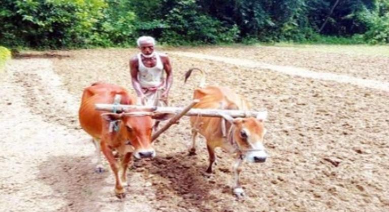 গলাচিপায় হারিয়ে যাচ্ছে গরু দিয়ে হাল চাষের শতবর্ষী ঐতিহ্য