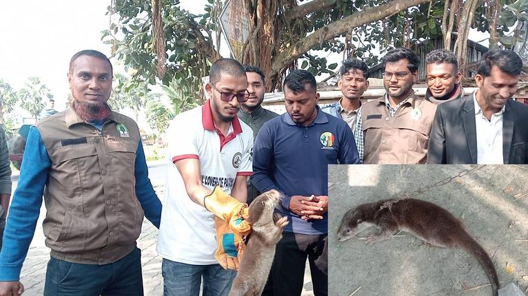 পটুয়াখালীর মহিপুরে বিপন্ন প্রজাতির ভোদর উদ্ধার