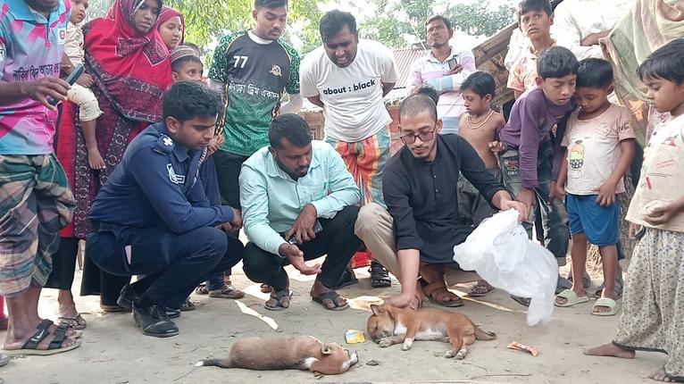 কুয়াকাটায় কুকুর ছানা হত্যার অভিযোগ, এলাকাজুড়ে ক্ষোভ