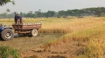 <small>ভূমিদস্যুদের উৎপাত </small> গলাচিপায় কেটে নিল কৃষকের ১৮ একর জমির ধান
