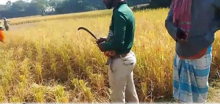 আমতলীতে কৃষকের জমির ধান কেটে নেওয়ার অভিযোগ
