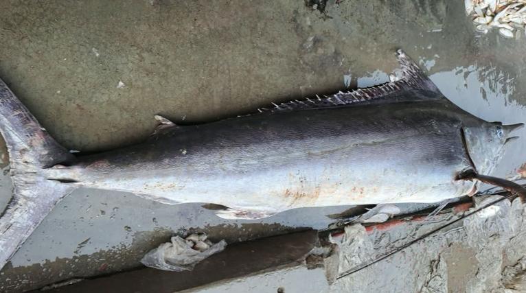 কুয়াকাটায় জেলের জালে ধরা পড়ল ২ মণের পাখি মাছ