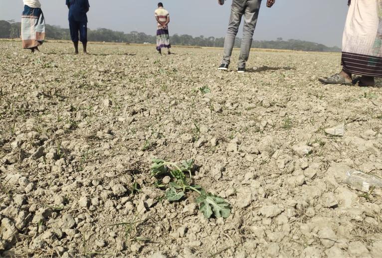 আমতলীতে ক্ষেতে আগাছানাশক দিয়ে তরমুজ চারা ধ্বংসের অভিযোগ