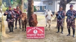 চাঁপাইনবাবগঞ্জ সীমান্তে ১১টি ভারতীয় গরু ও বিপুল পরিমাণ মদ জব্দ