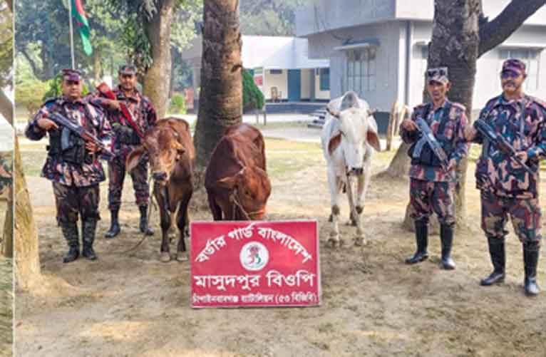 চাঁপাইনবাবগঞ্জ সীমান্তে ১১টি ভারতীয় গরু ও বিপুল পরিমাণ মদ জব্দ