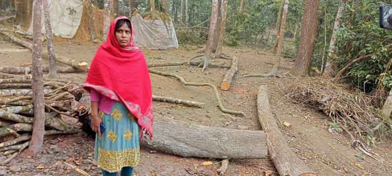 গৌরনদীতে ভুয়া মালিকানায় গাছ কেটে নেওয়ার অভিযোগ