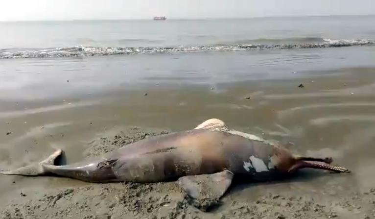 কুয়াকাটা সৈকতে ভেসে এলো মৃত ডলফিন
