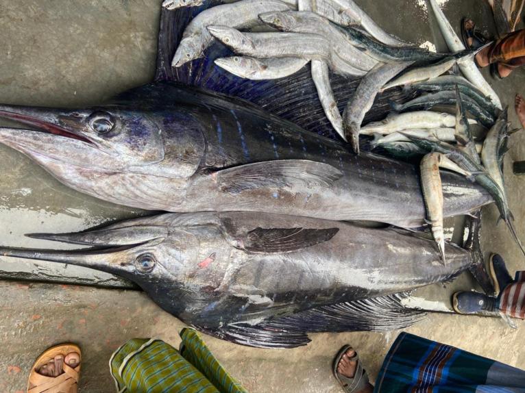 কুয়াকাটায় ধরা পড়ল ৪ মণ ওজনের বিরল দুই পাখি মাছ