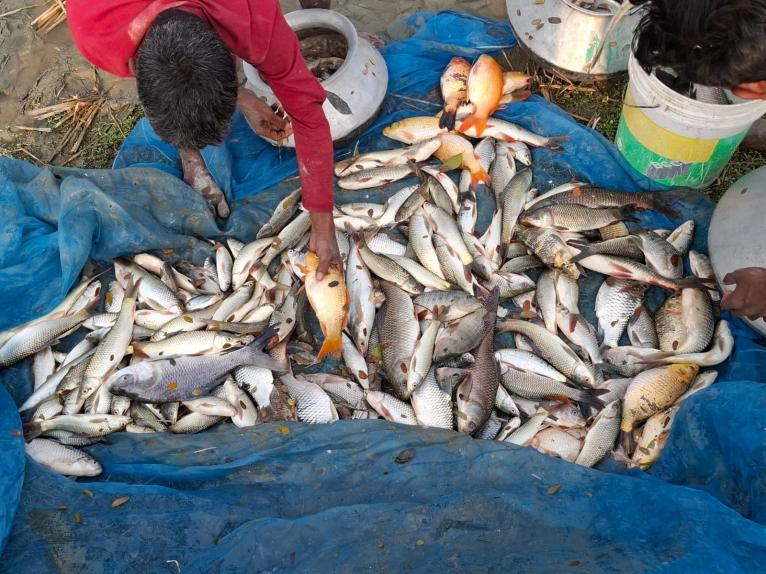 কলাপাড়ায় স্বামী হারা কৃষাণীর সঙ্গে এ কেমন শত্রুতা?