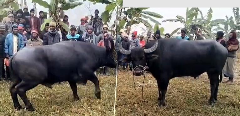 মহিষের লড়াই দেখতে হাজারো মানুষের ভিড়, প্রশাসনের বাধায় পণ্ড