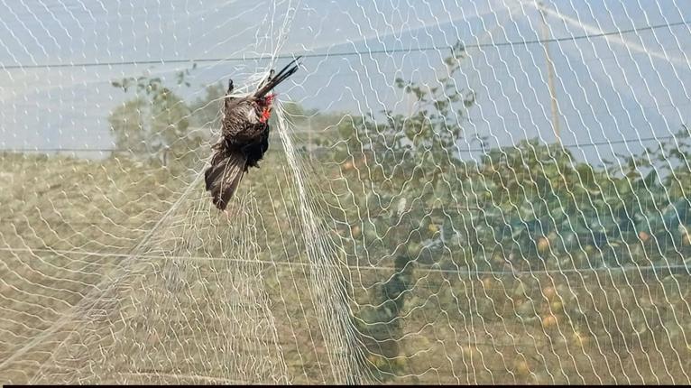 সাগরকন্যায় খবর প্রকাশের পর বড়ই বাগান রক্ষার নামে পাখি নিধনের ঘটনায় জরিমানা