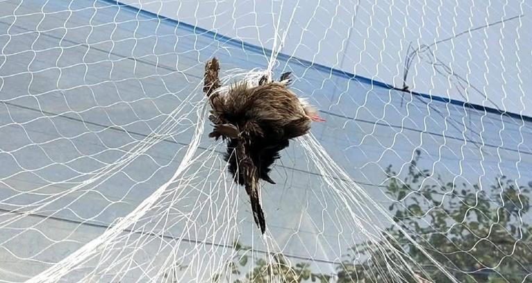 বড়ই বাগান রক্ষার নামে কারেন্ট জালে শত শত পাখি নিধনের অভিযোগ