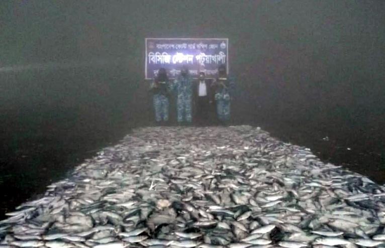 কোস্ট গার্ড ও মৎস্য অধিদপ্তরের অভিযান: পটুয়াখালীতে সাড়ে ৫ হাজার কেজি জাটকা জব্দ